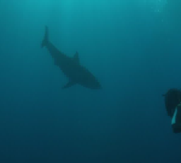 Requin_blanc_male__plongeur_a_côte_puis_seul_passe_sur_la_camera_et_repasse_en_haut+++++