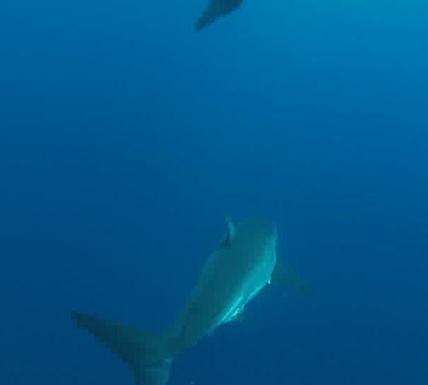 Requin_blanc_mange_appat_Otarie_la_suit_derriere