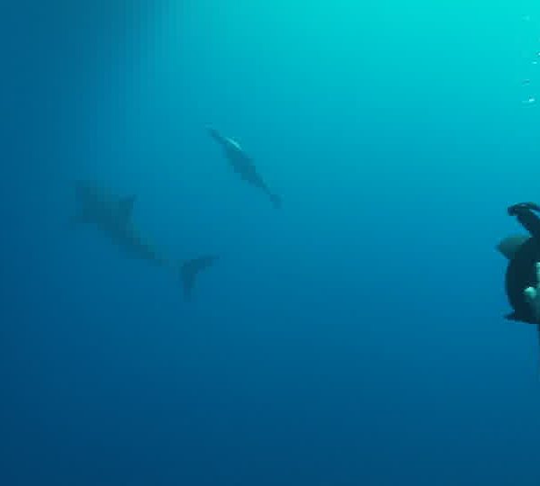 Requin_blanc_mange_appat_avec_otarie_et_Jean_Marie