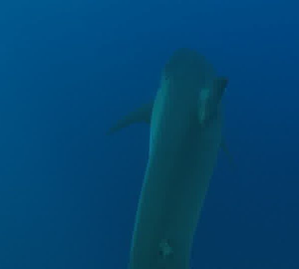 Requin_blanc_mange_appat_et_Jean_Marie_prend_photo