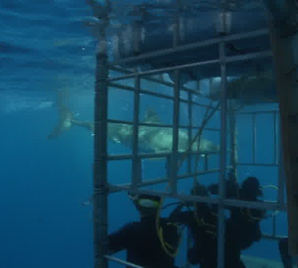 Requin_blanc_mange_poisson_devant_cage