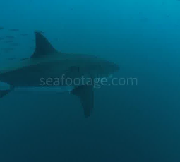 Requin_blanc_monte_du_fond_et_repart_au_fond