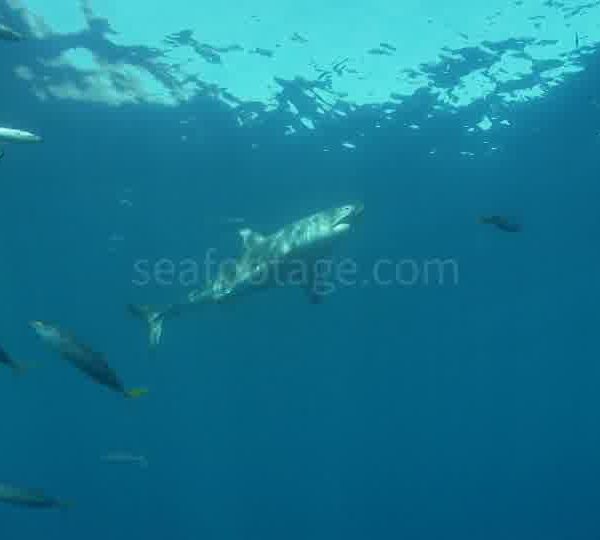 Requin_blanc_nage_sous_la_surface_plan_large_contre_plongee