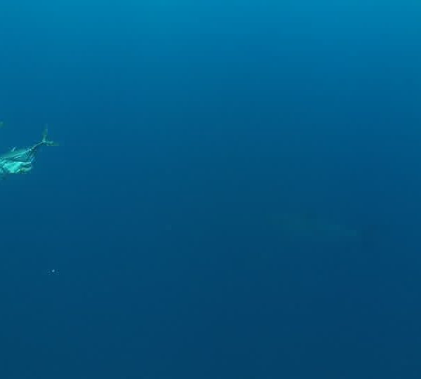 Requin_blanc_pano_requin_vers_cage