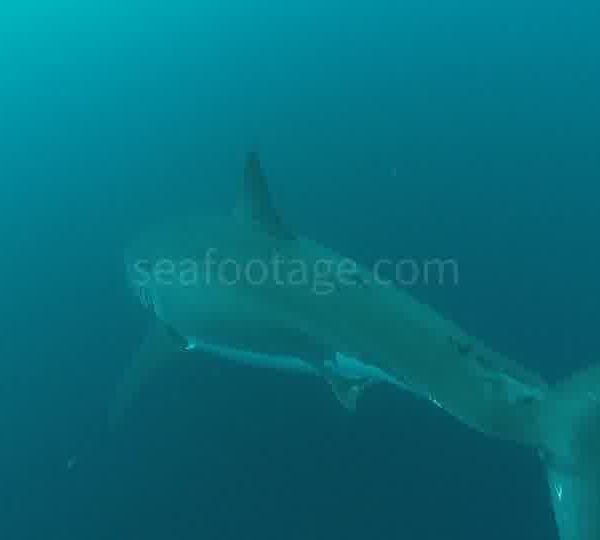 Requin_blanc_passe