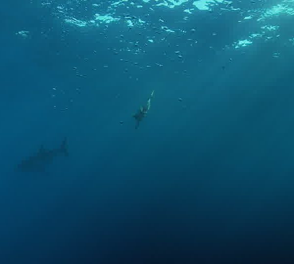 Requin_blanc_passe_a_cote_de_la_cage_avec_plongeurs