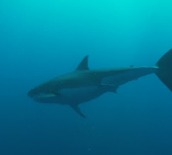 Requin_blanc_passe_au_dessus_de_la_camera