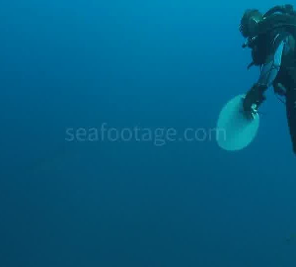 Requin_blanc_passe_dans_le_bleu_a_la_fin