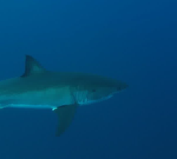 Requin_blanc_passe_devant_camera