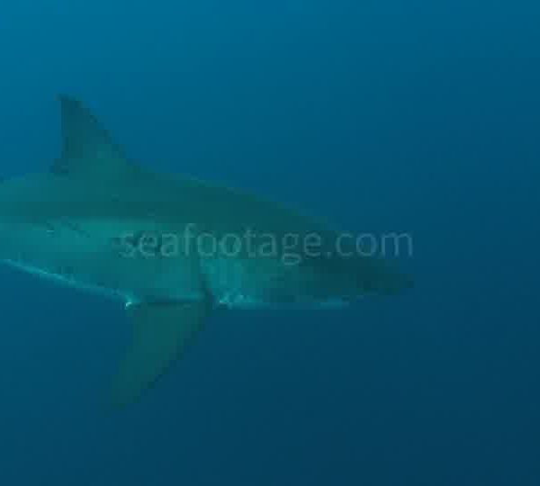 Requin_blanc_passe_devant_camere.jpg