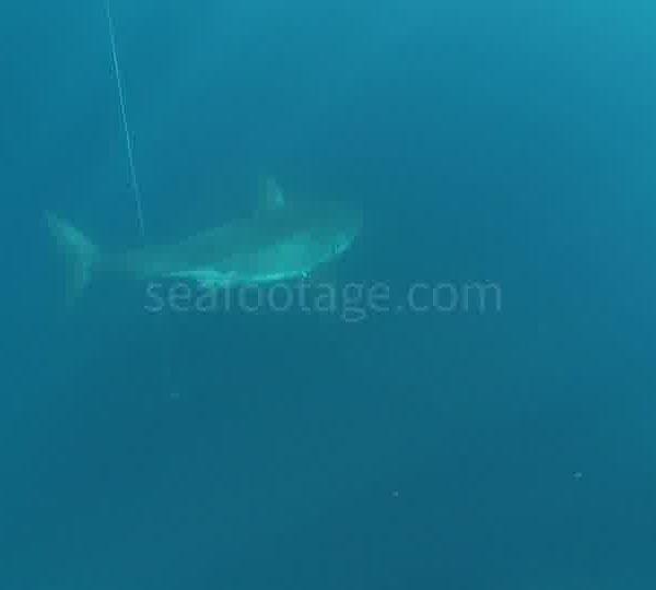 Requin_blanc_passe_sous_cage_belle_lumiere