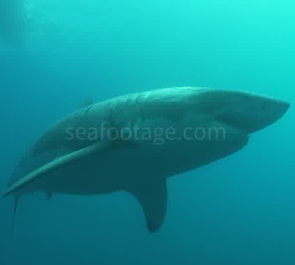 Requin_blanc_passe_sur_camera