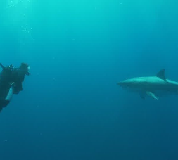 Requin_blanc_passe_vers_plongeur