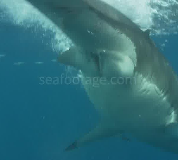 Requin_blanc_racord_attrape_poisson_accroche