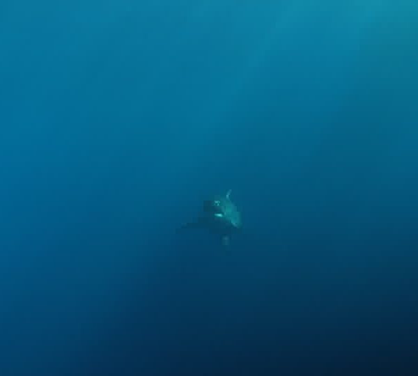 Requin_blanc_remonte_di_fond_et_va_vers_la_cage_du_bas