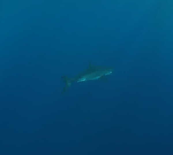 Requin_blanc_remonte_du_fond_et_part