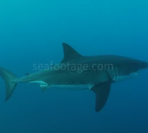 Requin_blanc_remonte_du_fond_et_passe