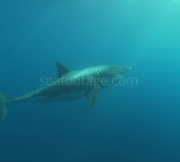 Requin_blanc_remonte_lentement_vers_la_surface