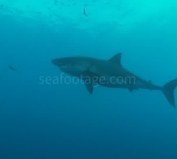 Requin_blanc_remonte_vers_la_surface