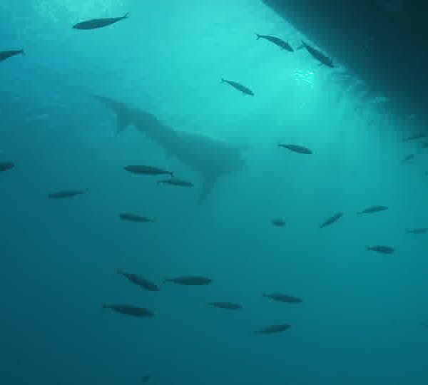 Requin_blanc_sapproche_du_gros_bateau.jpg