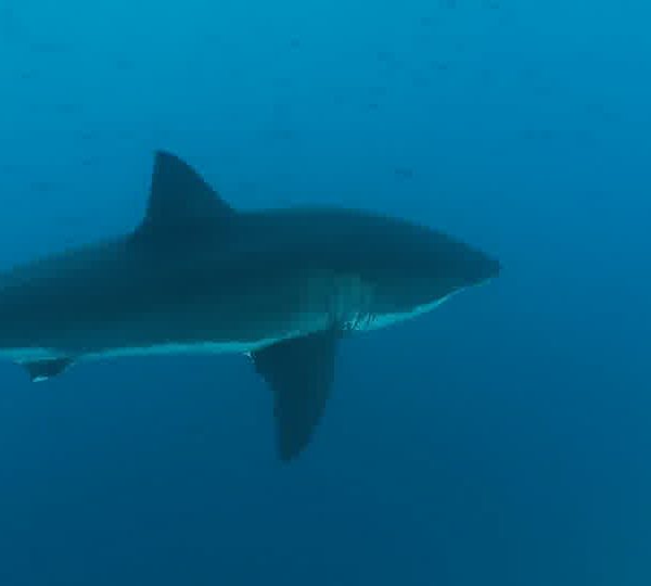 Requin_blanc_sapproche_et_part.jpg