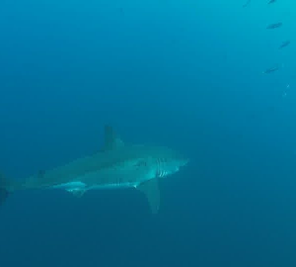 Requin_blanc_sapproche_et_repart.jpg