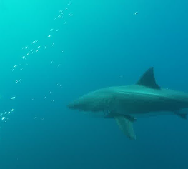 Requin_blanc_sapproche_lentement.jpg