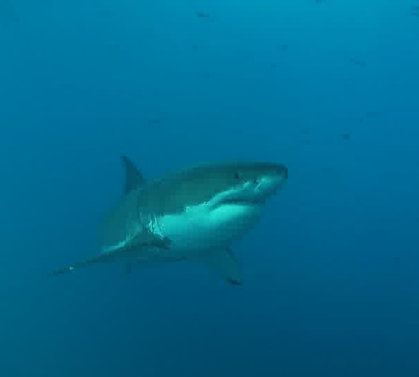 Requin_blanc_seul_et_avec_François__vient_vers_camera