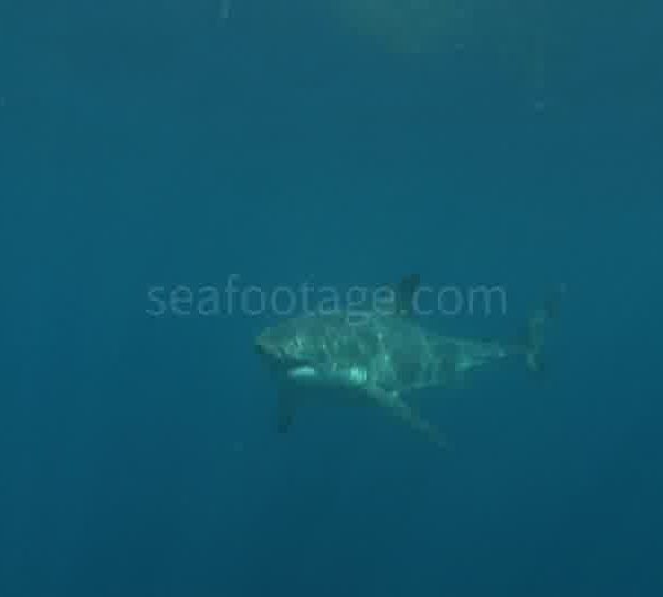 Requin_blanc_surface_devant_cage