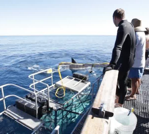 Requin_blanc_surface_vu_de_l-exterieur