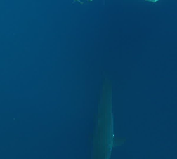 Requin_blanc_va_vers_cage_pano