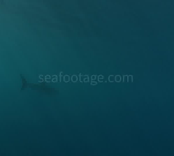 Requin_blanc_va_vers_cage_surface