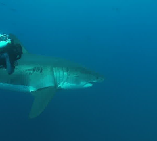 Requin_blanc_vient_devant_Fraçois_et_repart