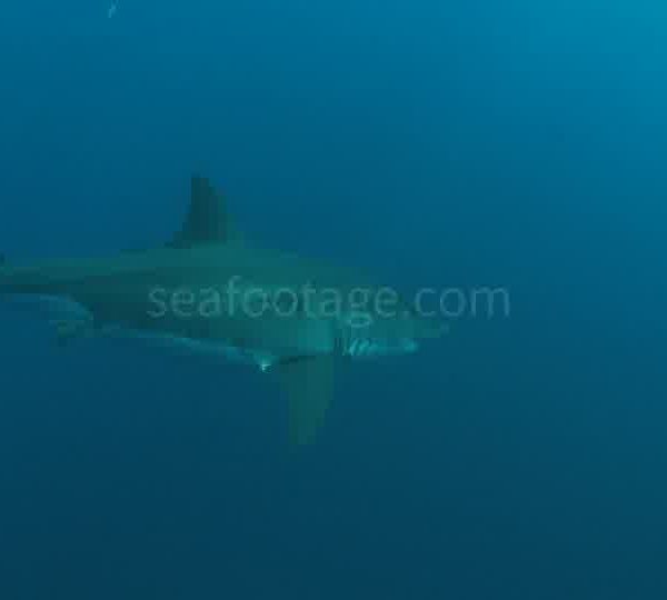 Requin_blanc_vient_et_part