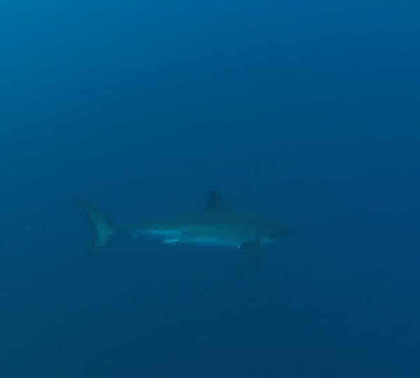 Requin_blanc_vient_et_repart