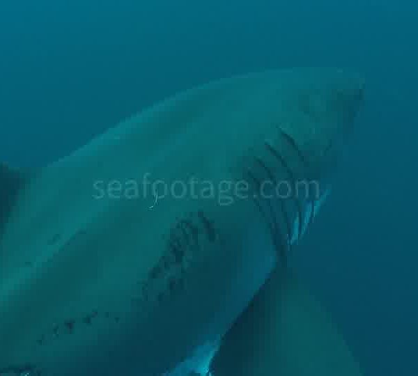 Requin_blanc_vient_gros_plan