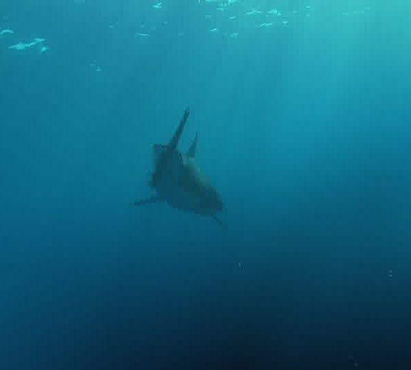 Requin_blanc_vient_vers_camera_et_part