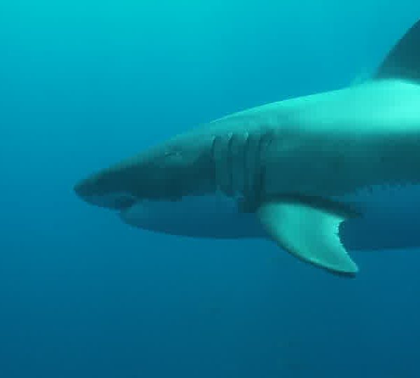 Requin_blanc_vient_vers_camera_par_dessus