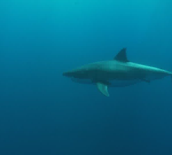 Requin_blanc_vient_vers_plongeurs