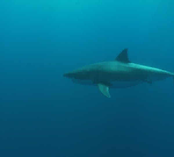 Requin_blanc_vient_vers_plongeurs