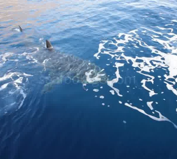 Requin_blanc_vu_de_dessus