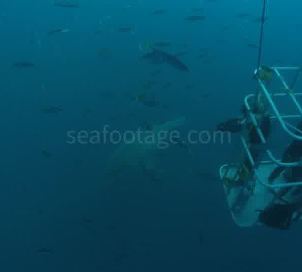 Requin_blanc_vue_de_dessus.jpg