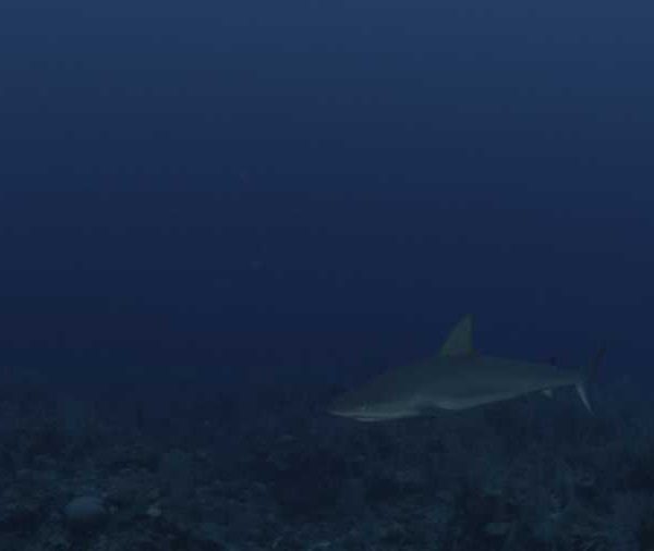 Requin_de_recif