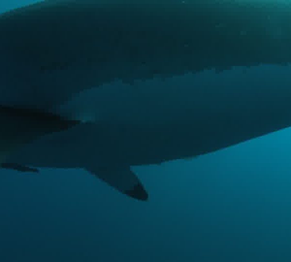 Requin_devant_François_super