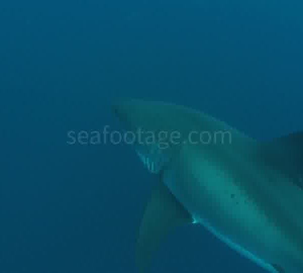 Requin_monte_devant_Francois_2