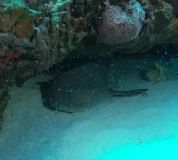 Requin_nourrice_dans_trou_vue_de_face