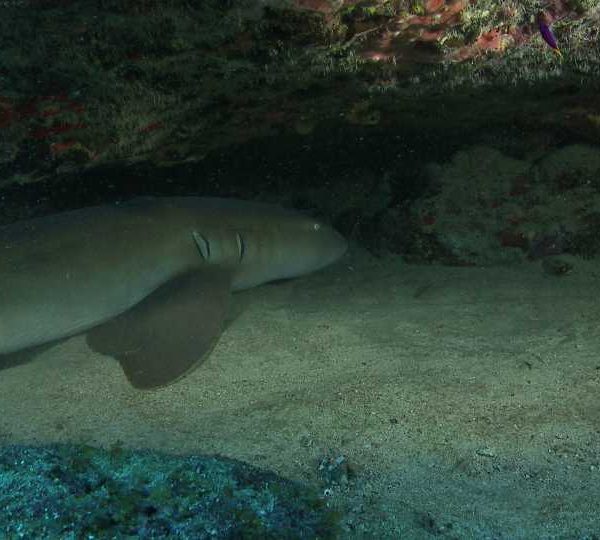 Requin_nourrice_sous_faille__bouge