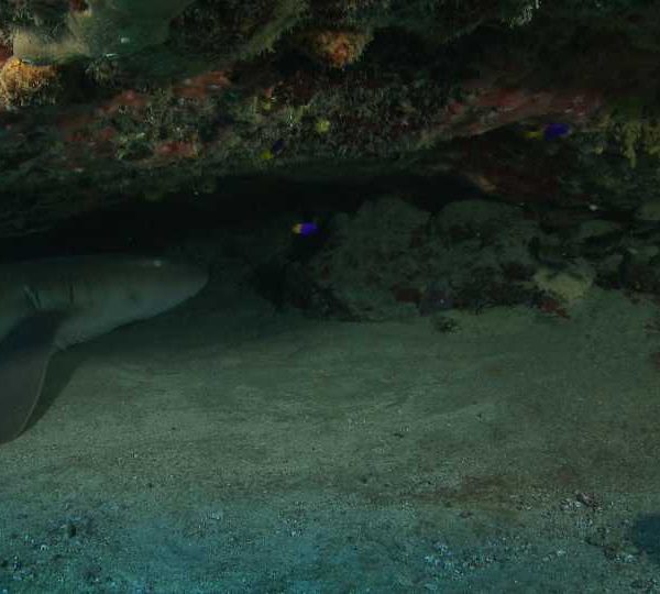 Requin_nourrice_sous_faille__plan_moyen