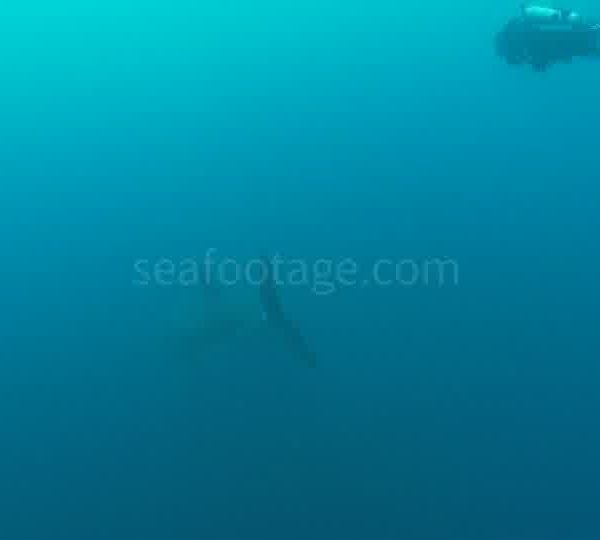 Requin_passe_sous_camera