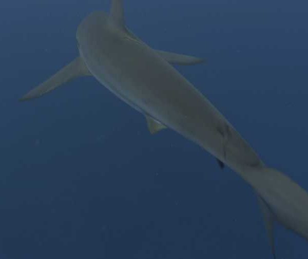 Requin_soyeux_deux_passent